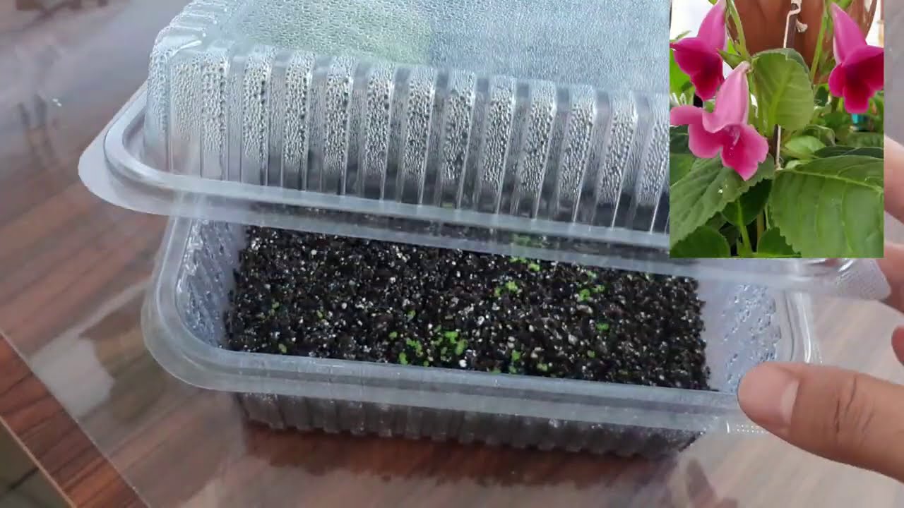 Sinningia çiçeği tohumu ekiyorum, tohum kaç günde çimlenir,
