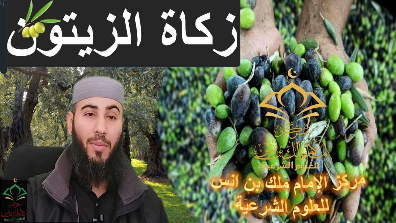زكاة الزيتون