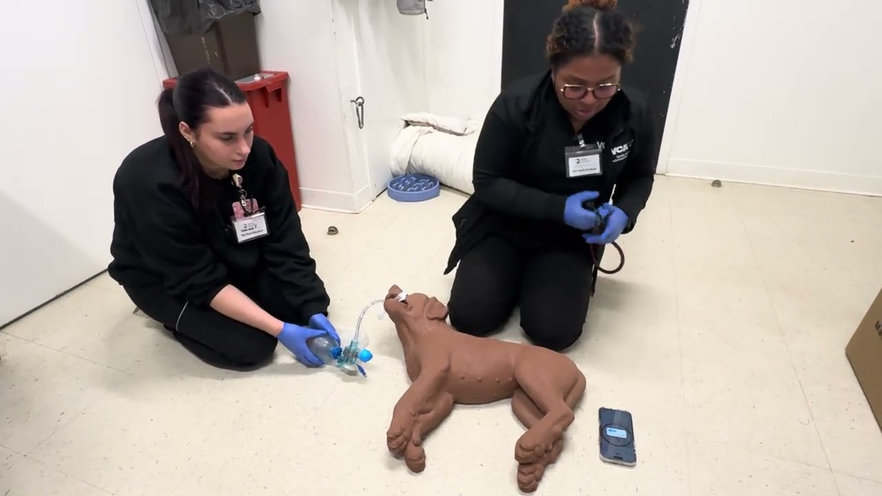 Pennfoster Externship 2 Skill #17 Performing CPR 