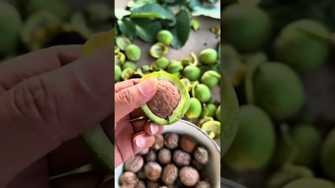 Technique for peeling walnuts