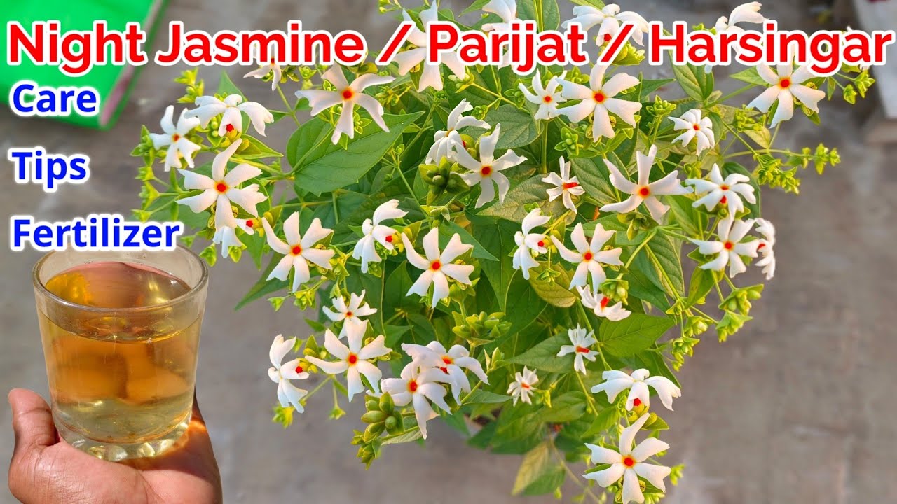 Night Jasmine / Parijat / Harsingar Plant Grow and Care Tips Fertilizer To Get Flowers / Parijat