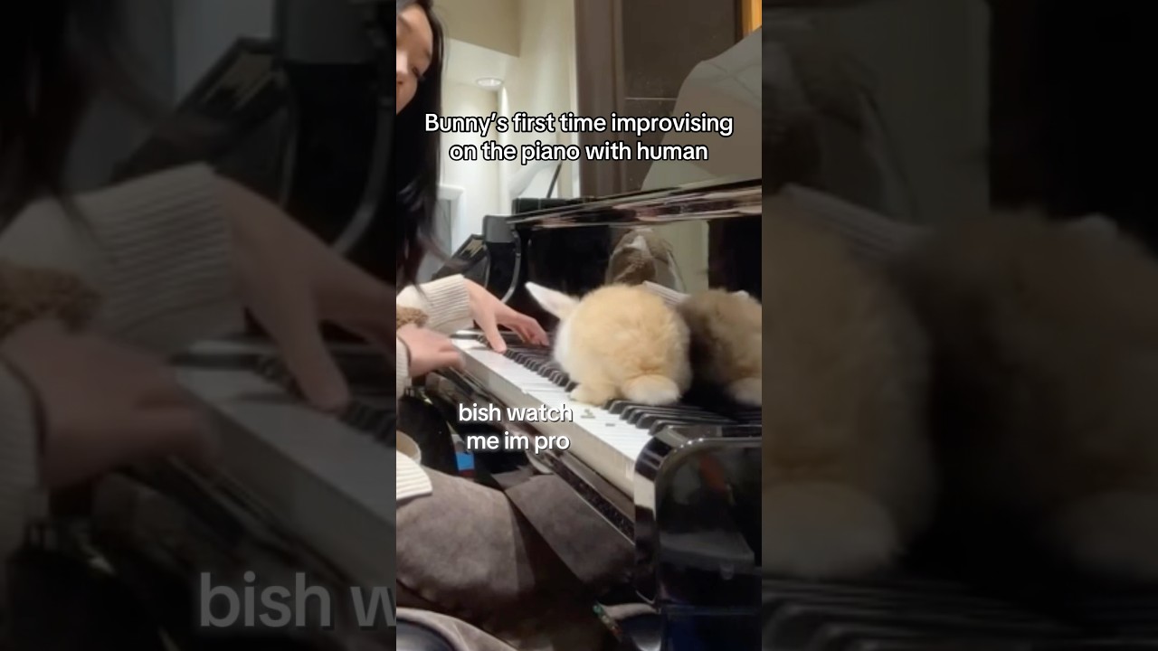 she&rsquo;s a star or smth #piano #bunny #music