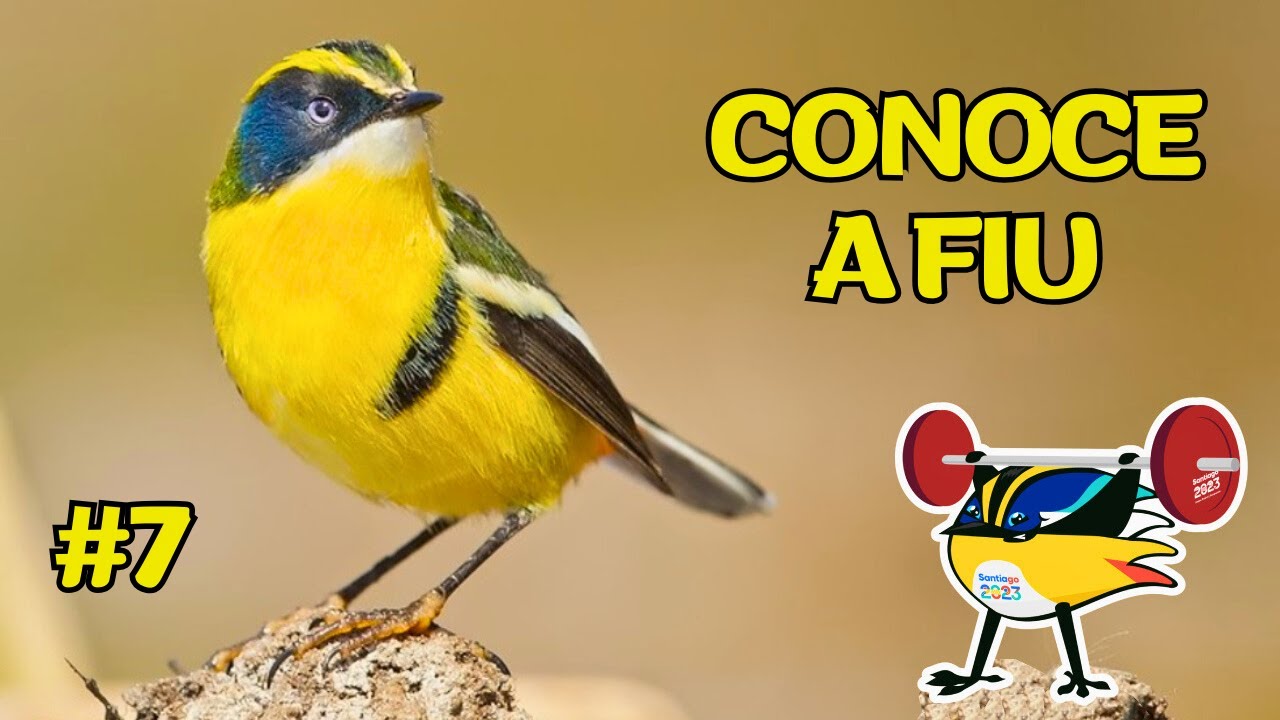 ¡¡CONOCE A FIU!! 🐦🏅 10 Curiosidades de la Mascota de Santiago 2023