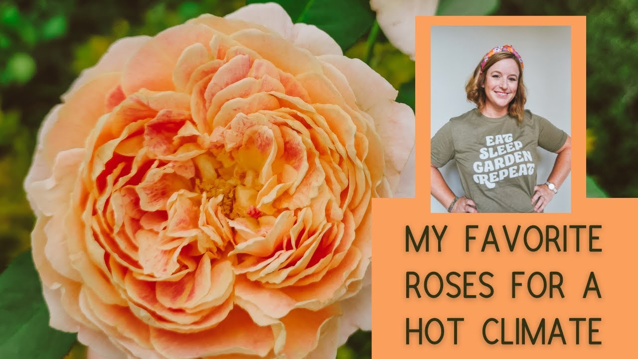 My Favorite Roses for a Hot Climate: What does well in the hot, humid south!