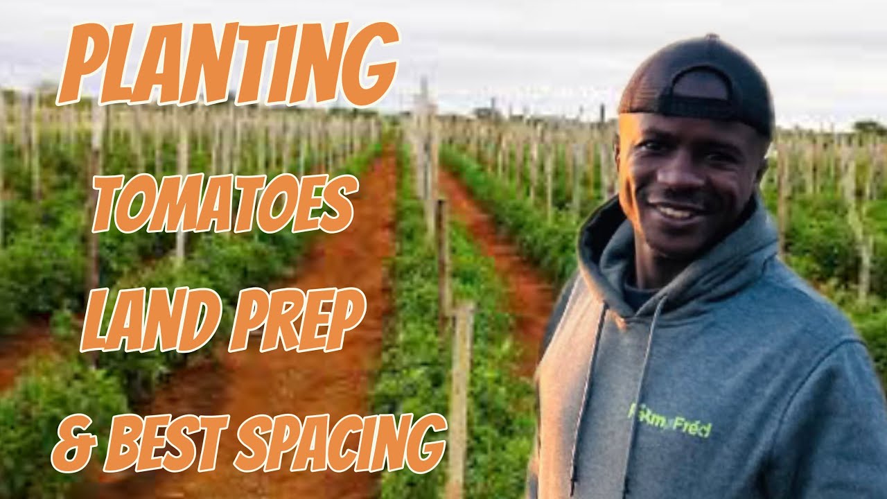 Planting Tomatoes During Rainy or hot  Season Using Furrow Irrigation