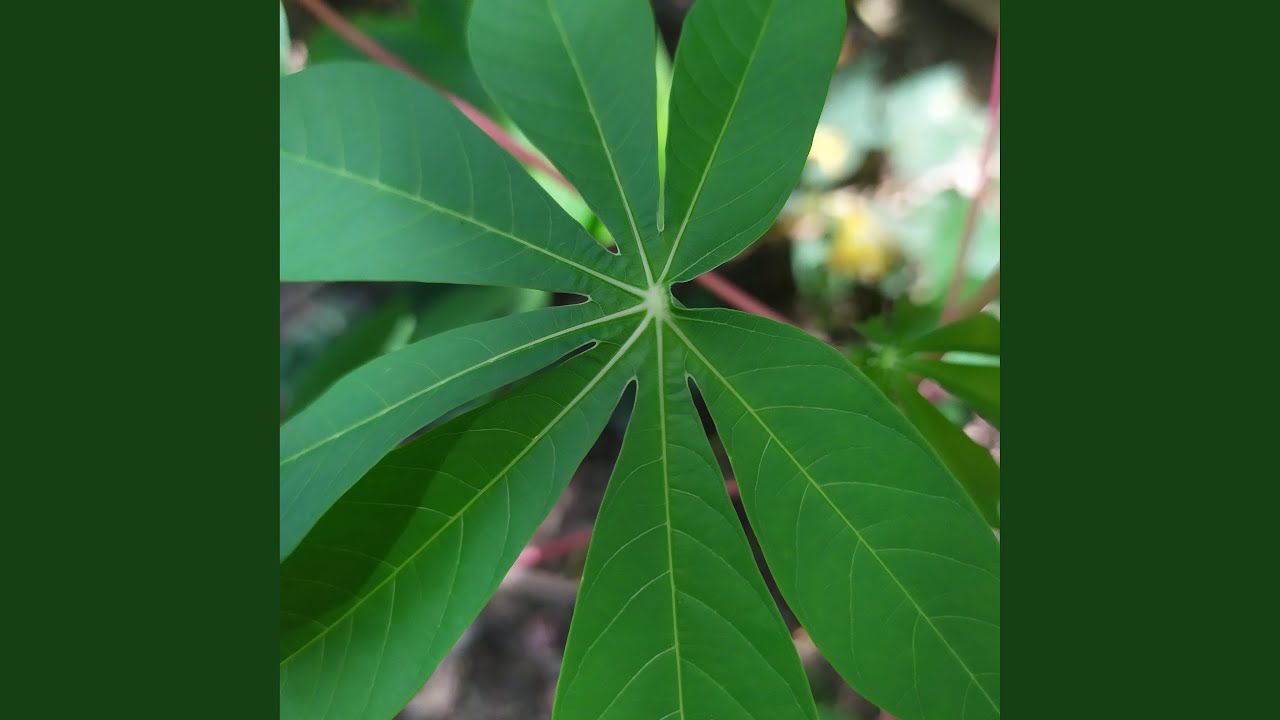 Bayangan Matahari Kembali