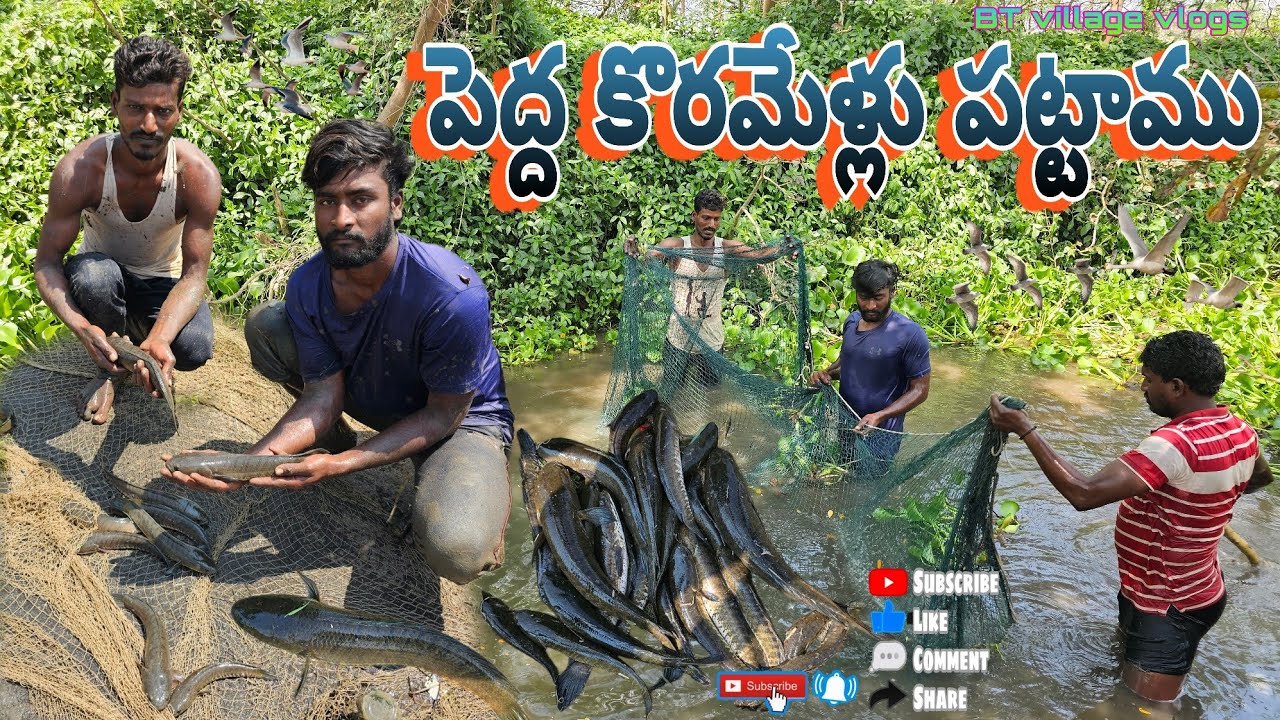 ఇవాళ పెద్ద కొరమేళ్లు పెట్టాము#villagelife #villagevlog #snakeheadfishing #fishing #dryfish #penumudi