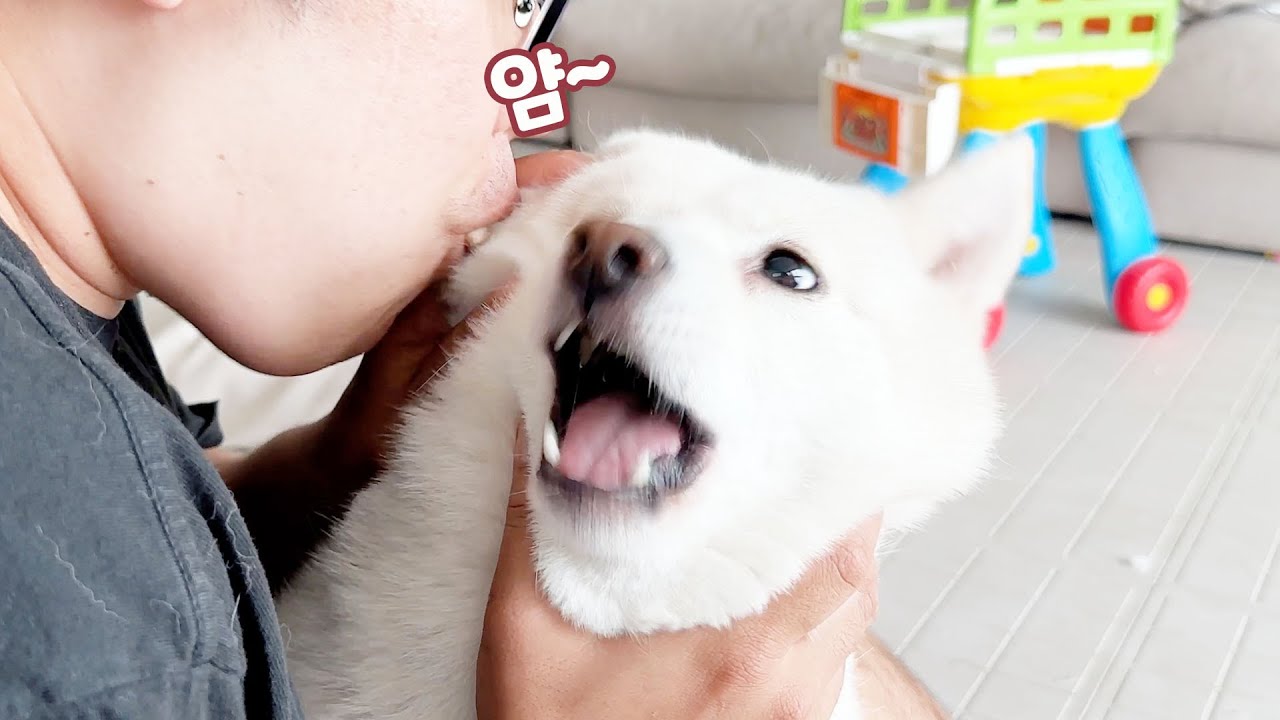 귀를 뜯어먹는 척 했더니 강아지 반응이..ㅋㅋㅋ