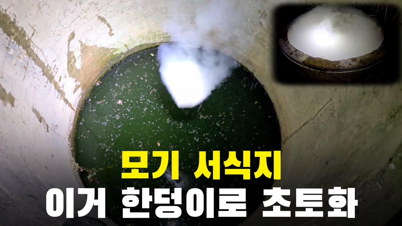 이거 한덩이로 모기 서식지 초토화!! 모기 수만마리 잡았습니다!!