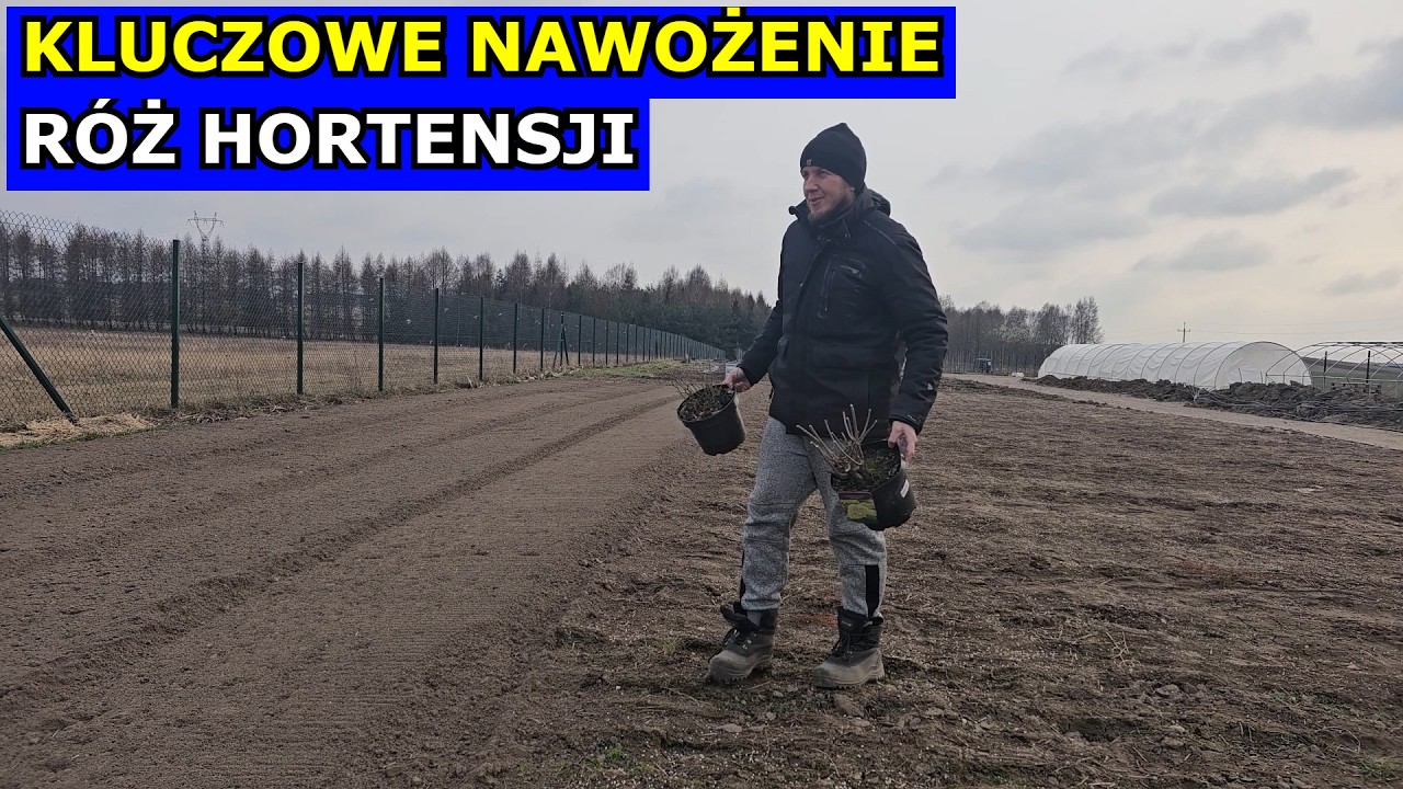 Kluczowe Nawożenie Hortensji, Róż, Lawendy. Czym nawozić Hortensję Bukietową, Ogrodową Nawóz do Róży