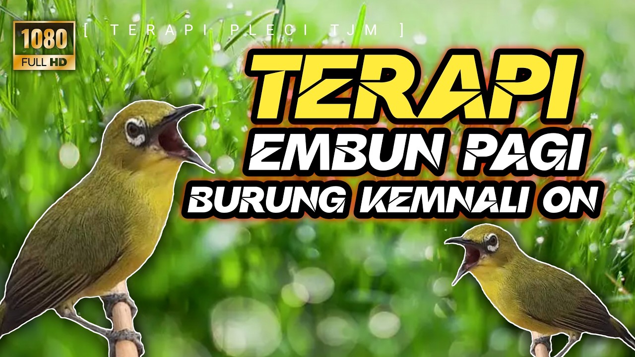 🔴 LIVE Terapi Pleci Pagi Hari, Embun Pagi Dengan Materi Mewah Sebagai Pancingan Pleci Gacor
