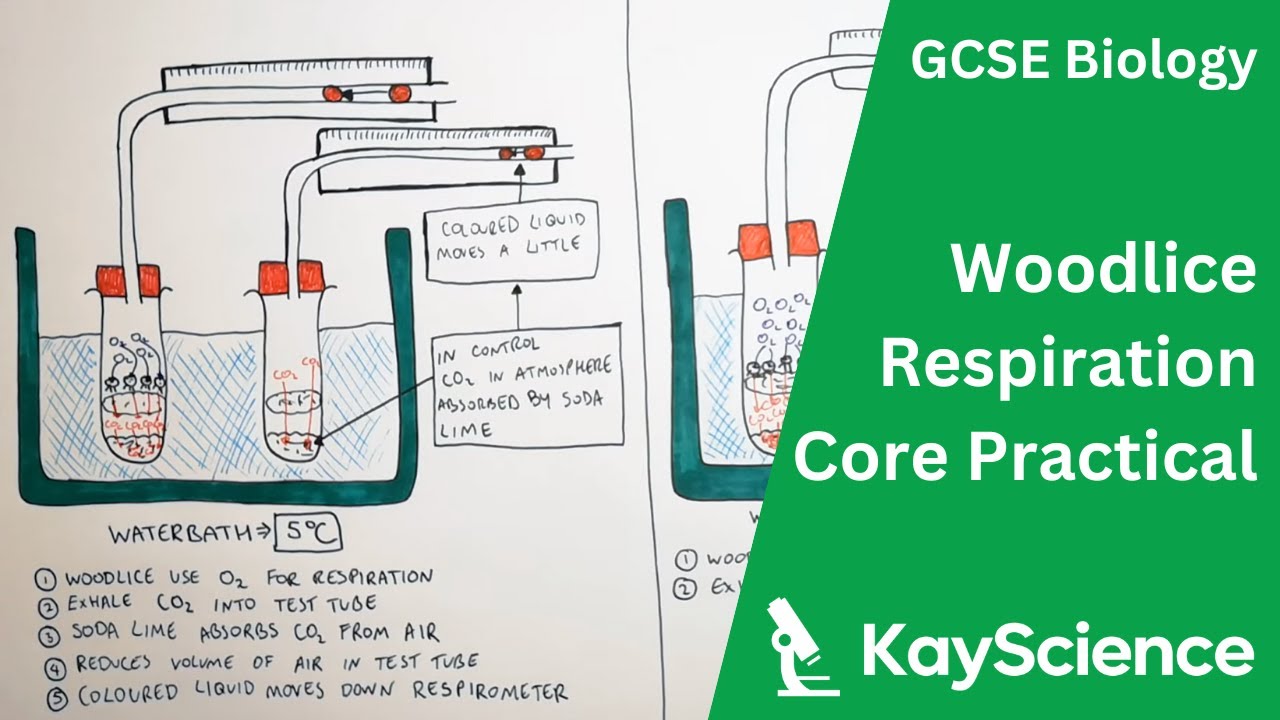 GCSE Biology – Respiration in Woodlice Core Practical
