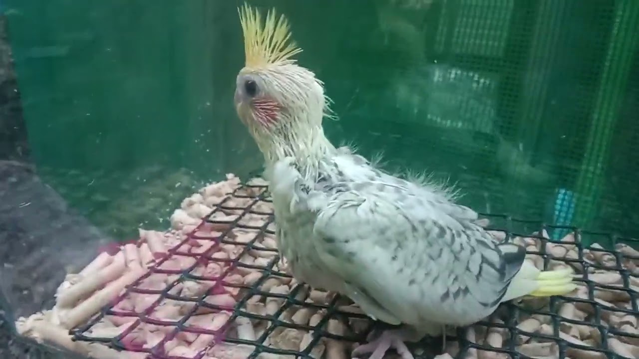 Anakan burung cockatiel sampai dengan selamat ke aviari 