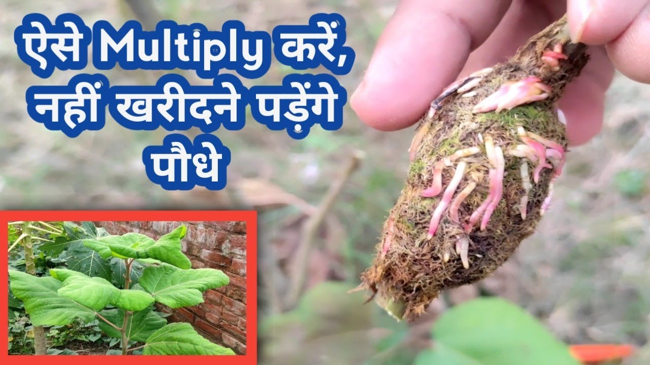 Multiplying An Expensive Turkish Fig For Free, ऐसे बनाएं 50 रुपए में 500 पौधे