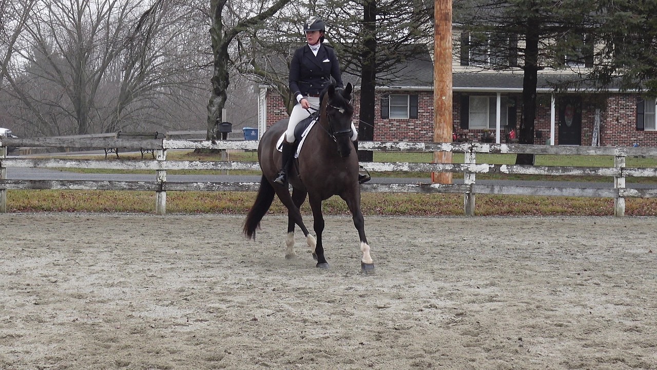 Elvis Dressage Show 3 7 26