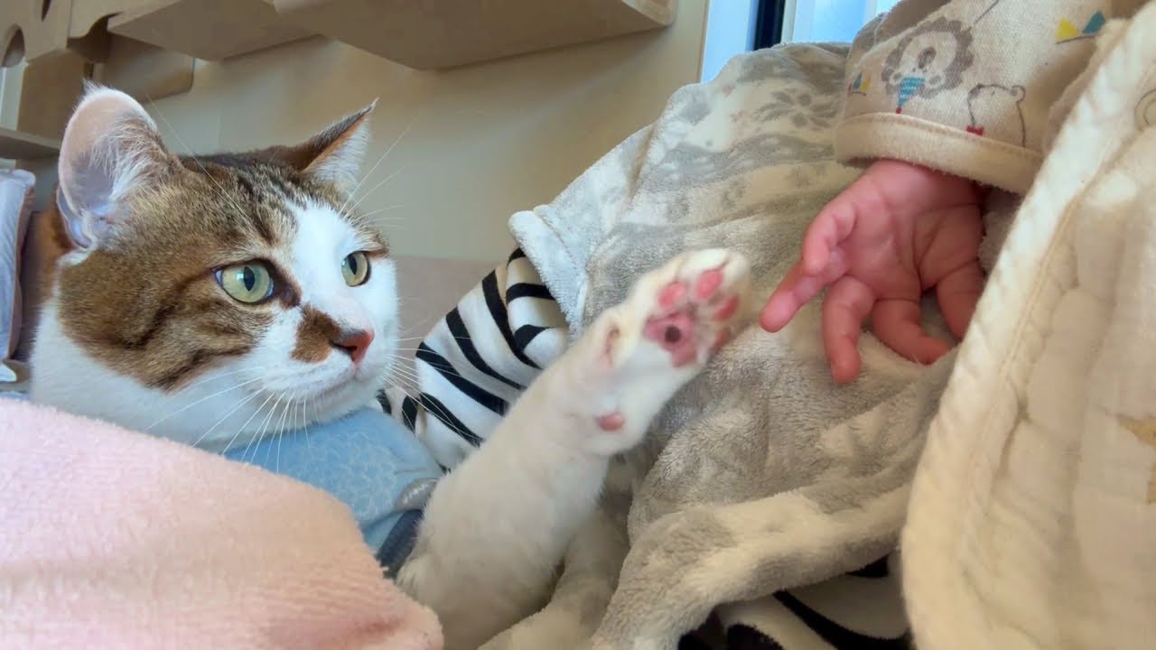 いつも機敏な猫が赤ちゃん相手だとタジタジ、おどおど、ソフトタッチ