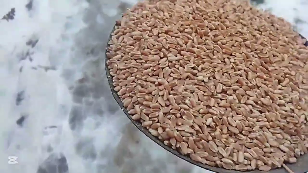 continuăm cu mâncarea la porumbei voiajori 🕊️🕊️