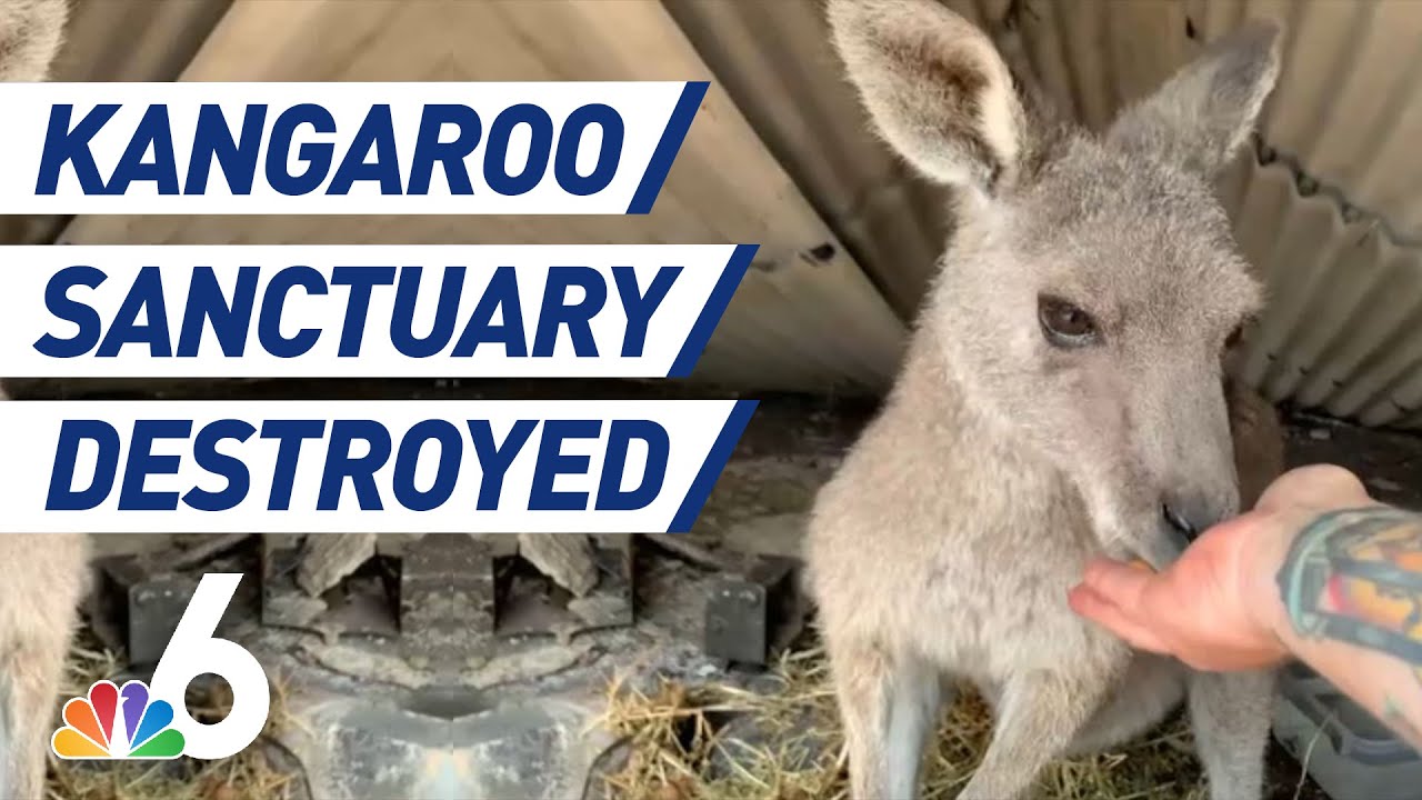 Kangaroo Sanctuary Destroyed After Australian Brushfires | NBC 6