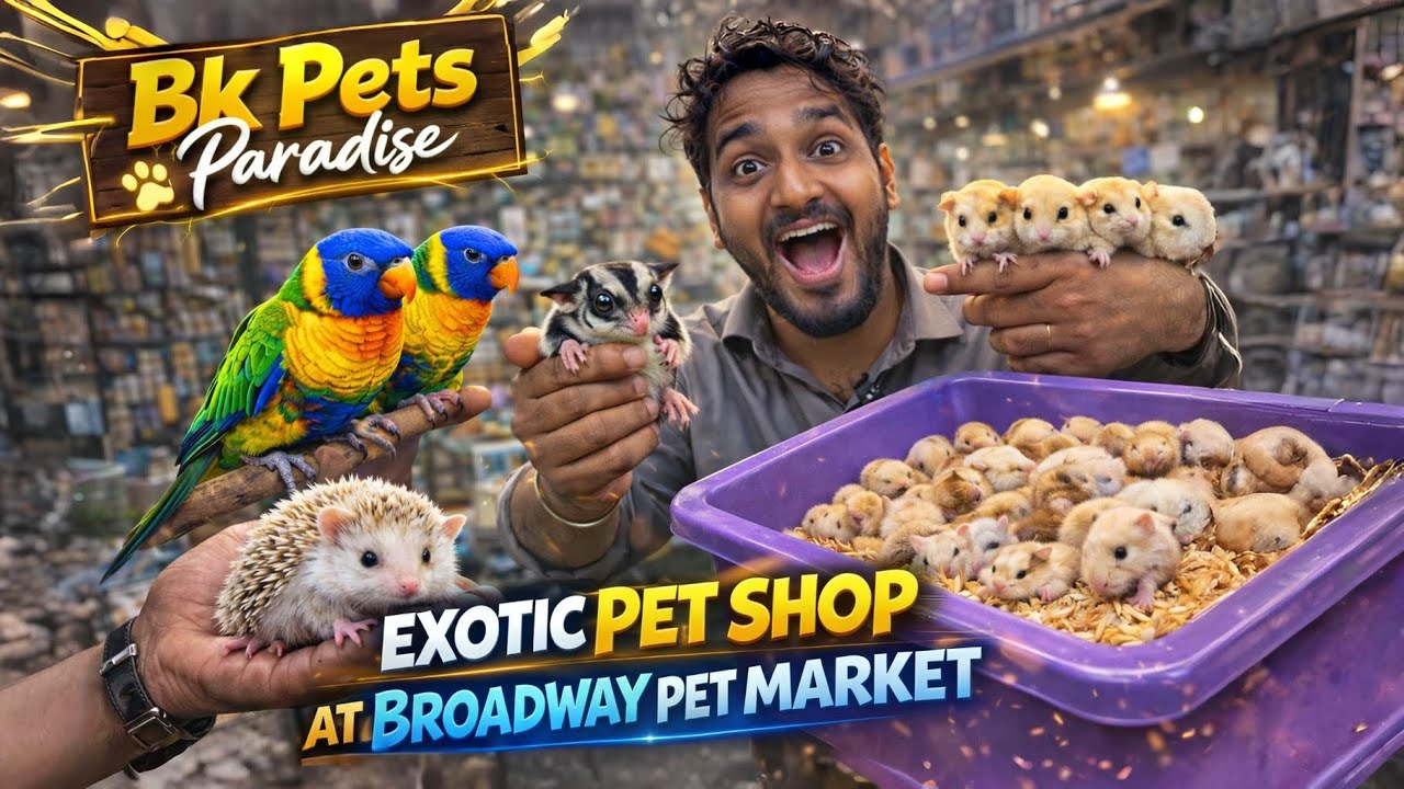 💥Sugar Glider, Hedgehog & Hamster 😍 Broadway Pet Market | BK Pets Paradise #pets #petmarket #chennai