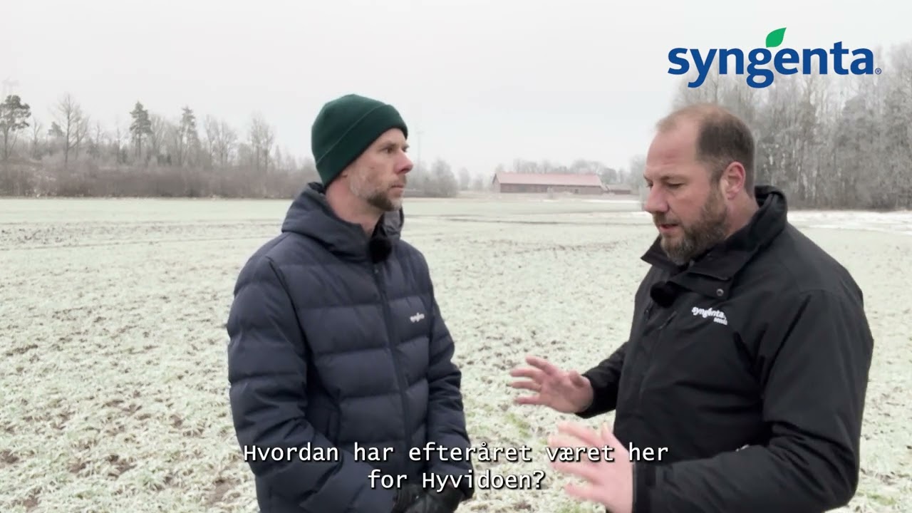 Hyvido overvintring i Sverige