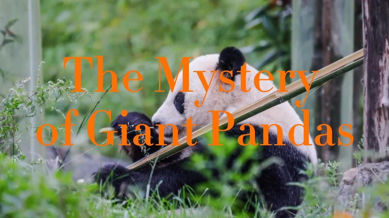 The Mystery of Giant Pandas Why Evolution Turned a Carnivore Into a Lazy Bamboo Eater