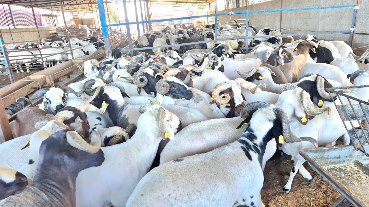 ADANA❗️250 KG İNCİRLİK ARIÇ BESİ ÇİFTLİĞİ #keşfet #koyun #incirlik #adana #sarıçam