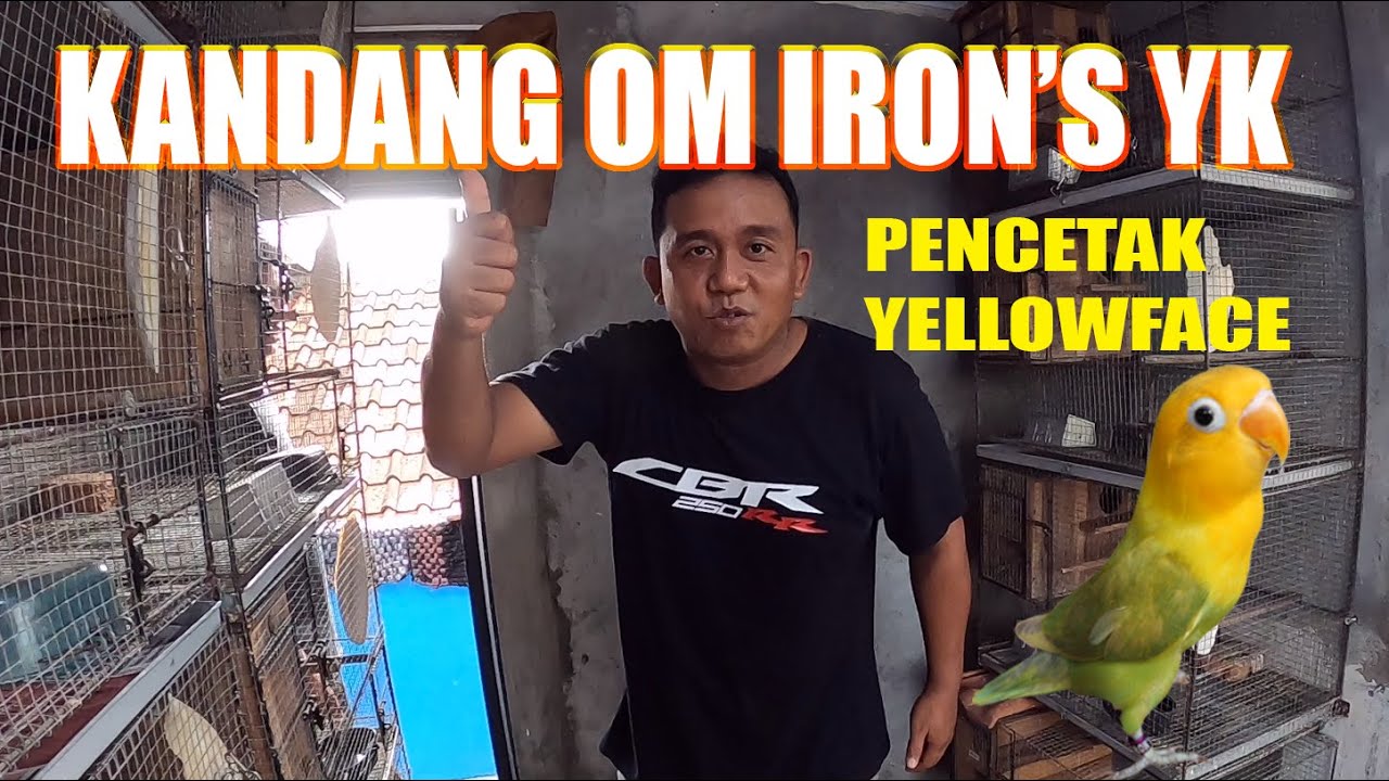 KANDANG OM IRON'S YK PENCETAK YELLOWFACE
