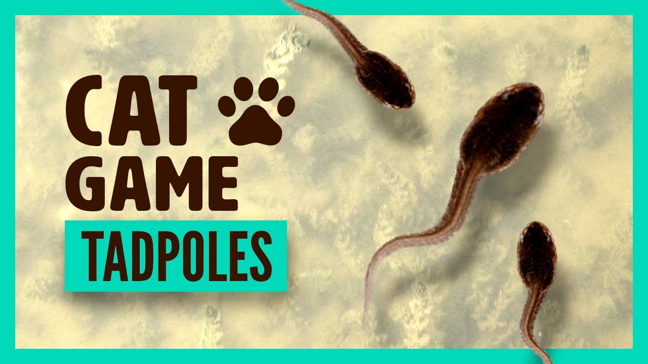 Game for cat : TADPOLES on screen - For cats and pets that loves fishes, lasers and flies