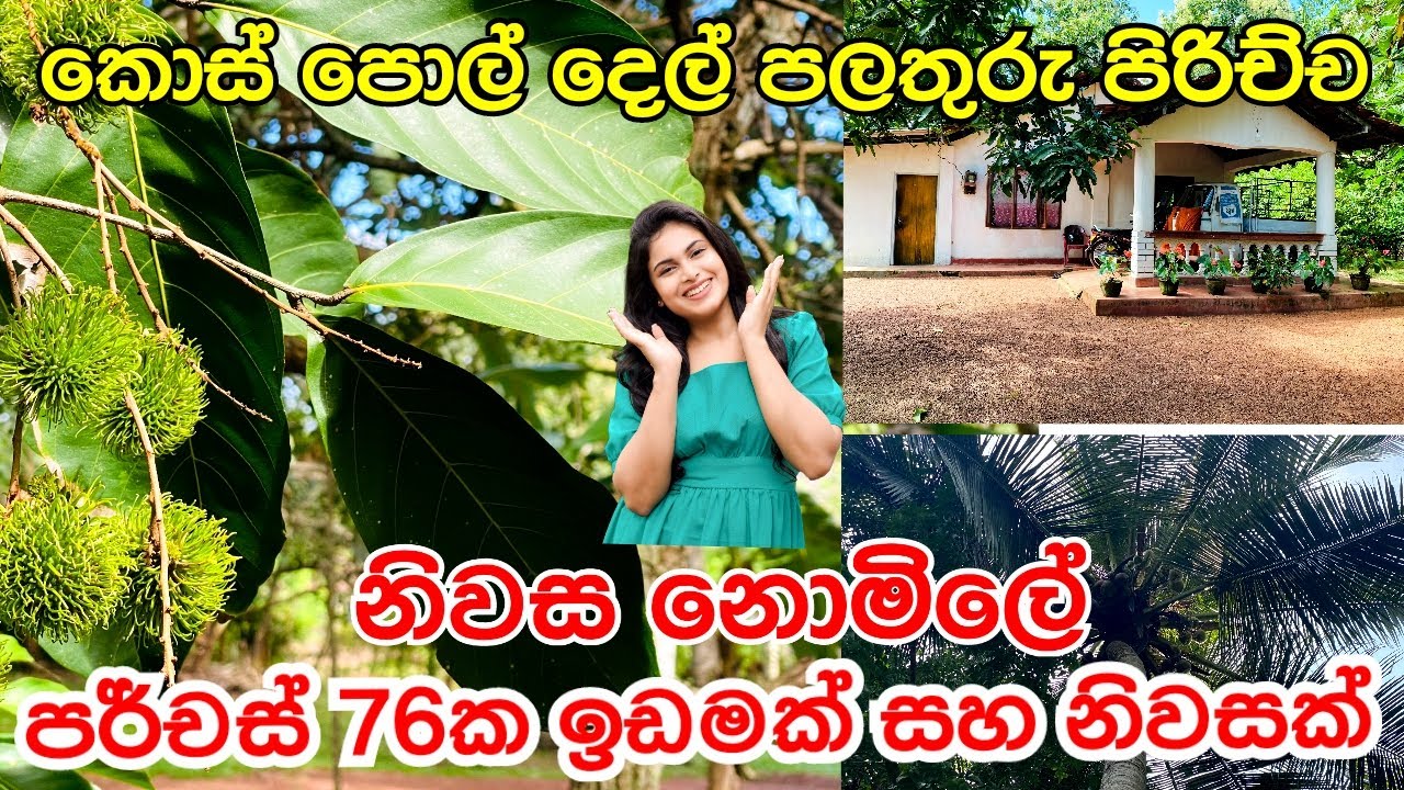 කොස් පොල් දෙල් පලතුරු පිරුණු පර්චස් 76ක ඉඩමක් සහ නිවසක් ඉක්මනින් විකිණීමට @aclandTV