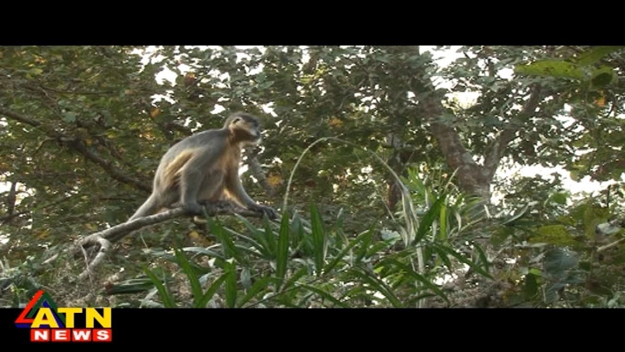 Jole Jongole - Modhupur National Park - Episode 01