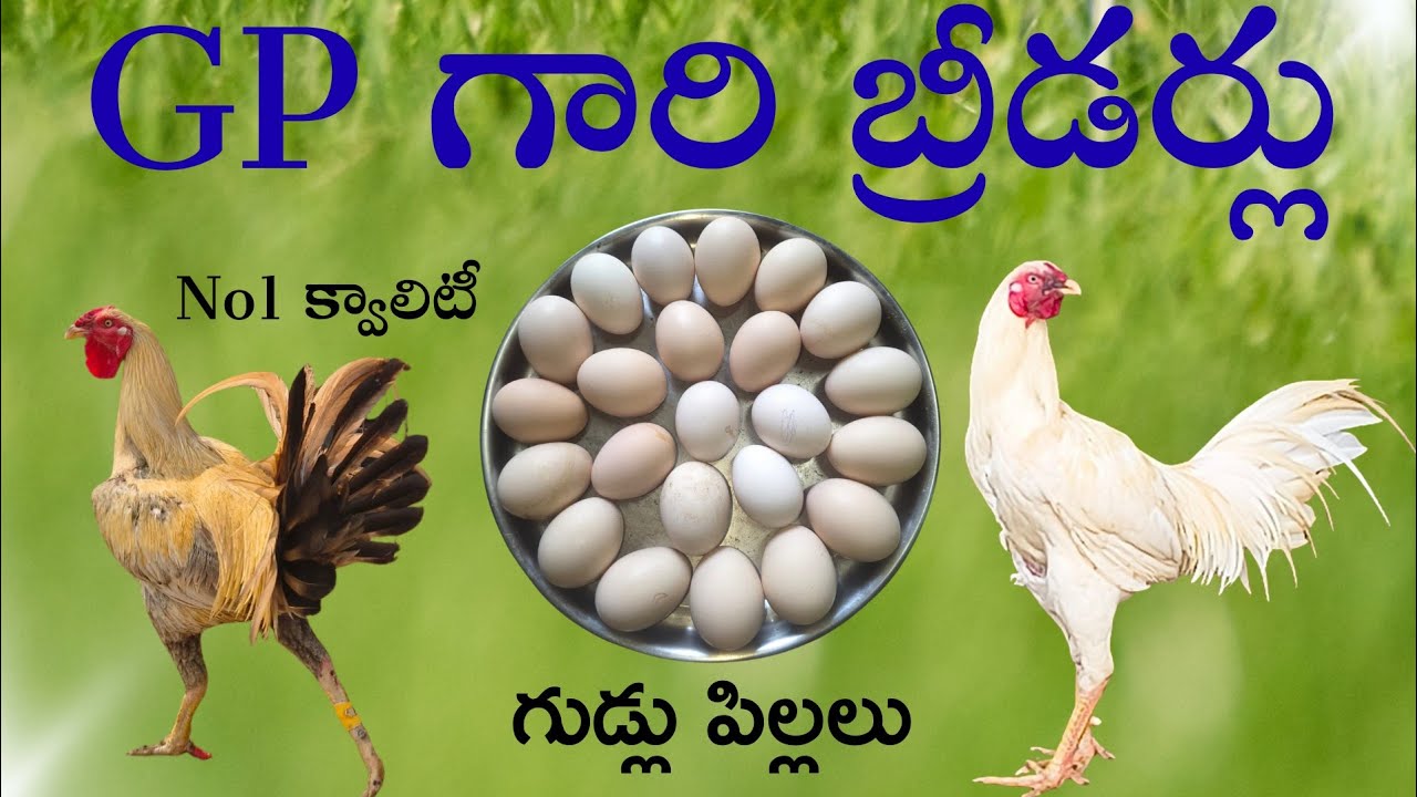 Gp గారి బ్రీడర్లు కి వచ్చిన గుడ్లు పిల్లలు #96666 02184