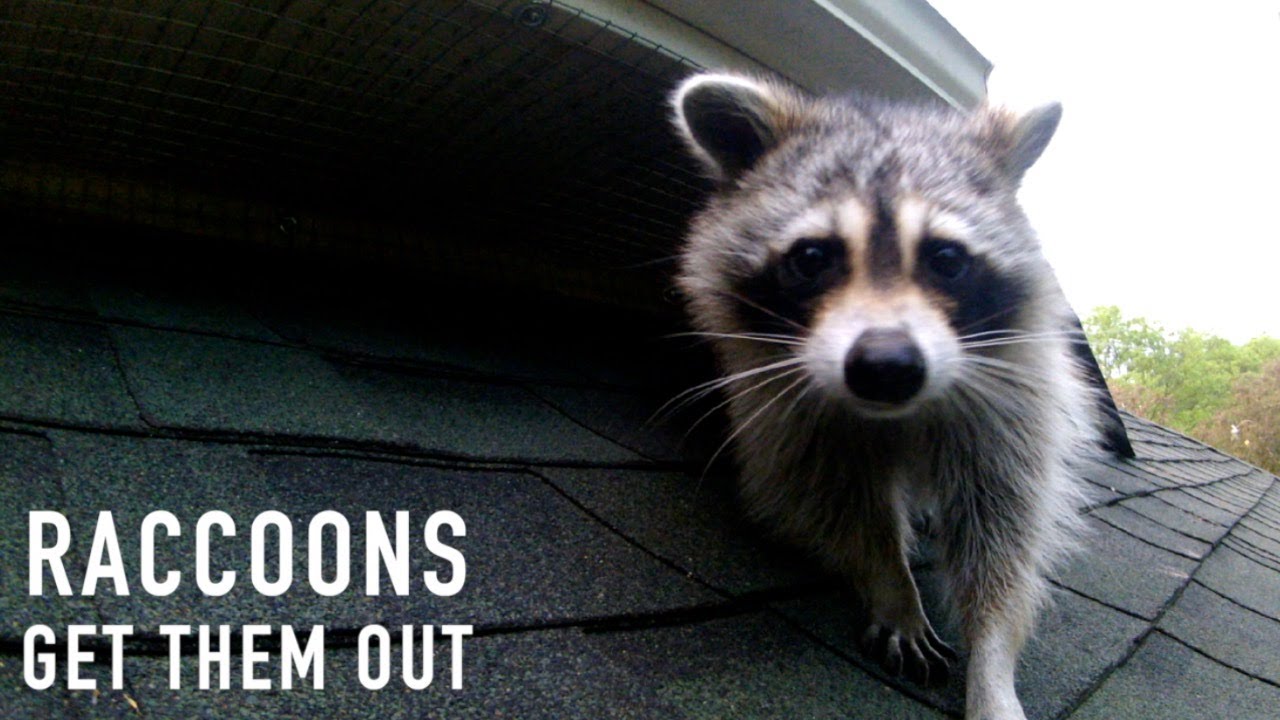 Raccoon Removal from Attics, Chimney's, Decks Etc. | Wildlife Control