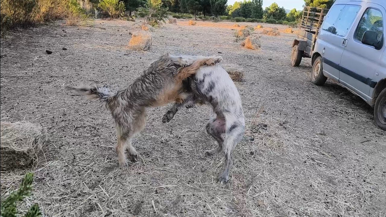 Pelea entre titanes, madre mía estos dos