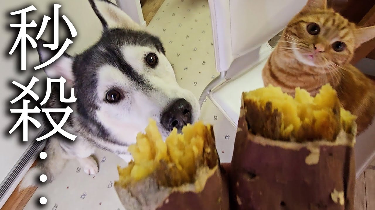 生まれて初めて焼き芋を食べた子猫と犬の様子がこちらです...