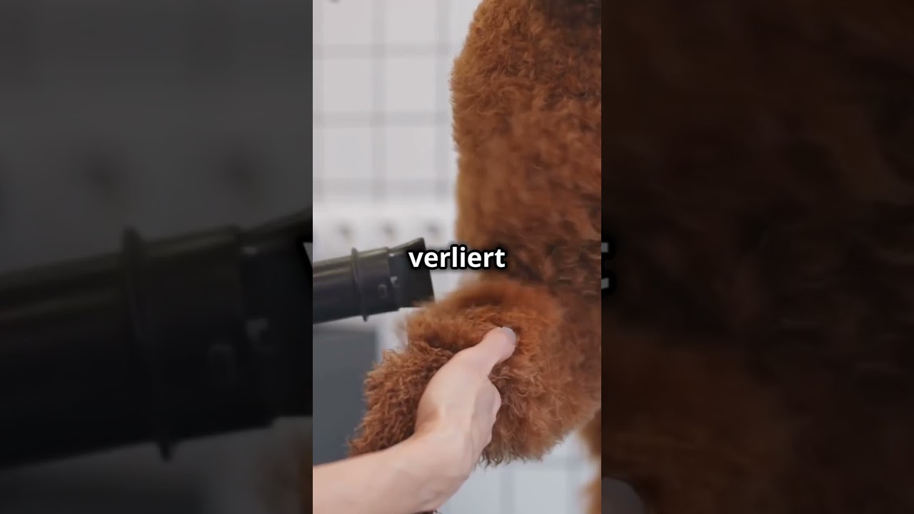Hunde f&uuml;r Allergiker: Die Top-Auswahl! 🐕