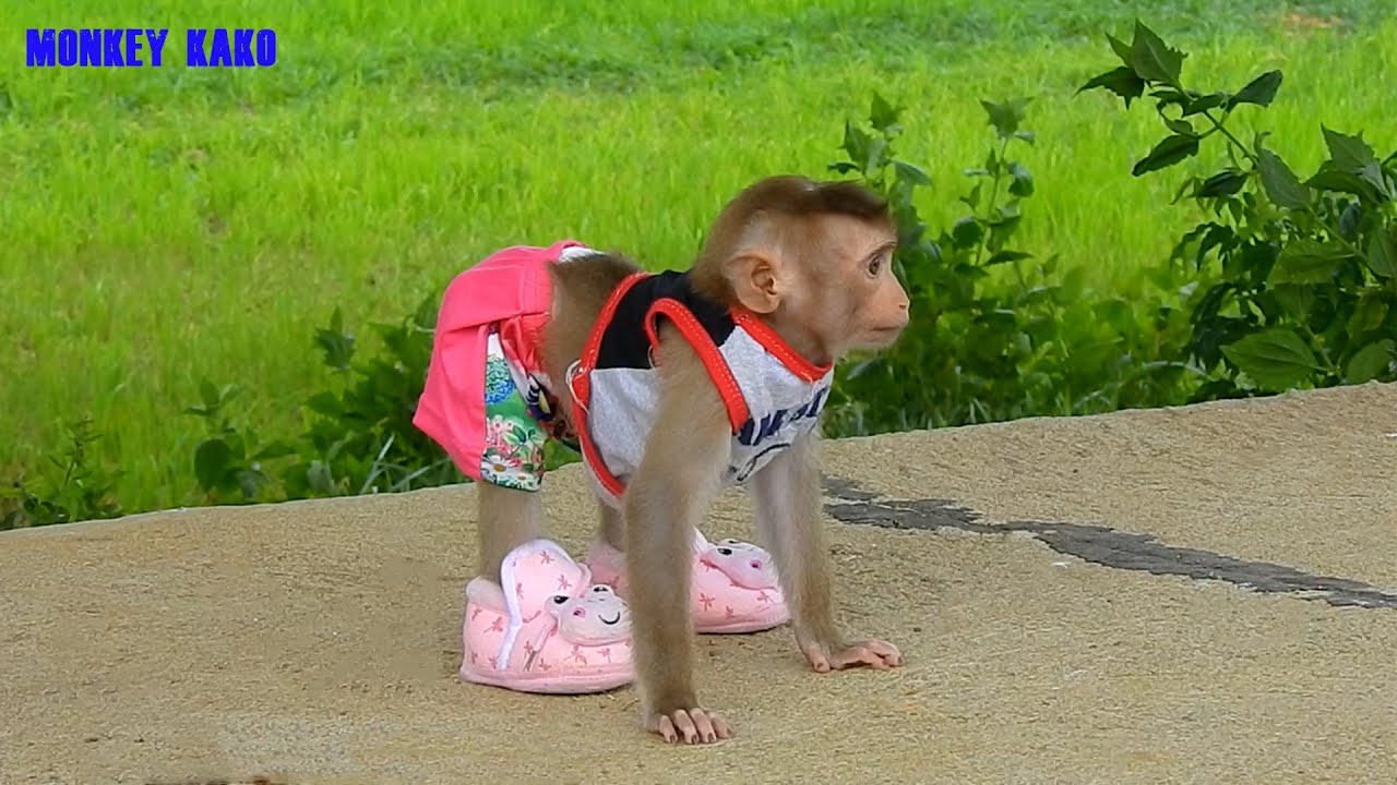 Cute Baby Monkey Luna Enjoy New Beautiful Swing