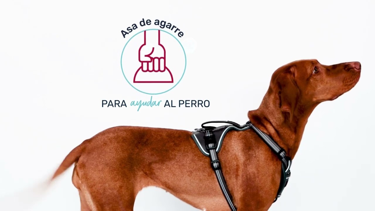 Presentamos el Arn&eacute;s Halti Anatom&iacute;a