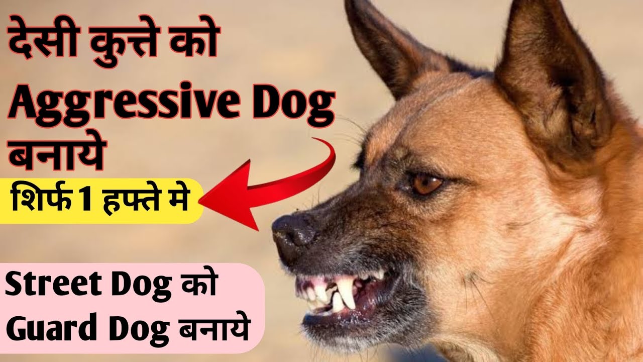 Street Dog Ko Aggressive Kaise Banaye | Desi Dog Ko Guard Dog Kaise Banaye | How To Make A Guard Dog