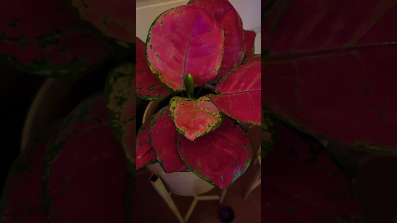 My beautiful indoor plants on metal stand 