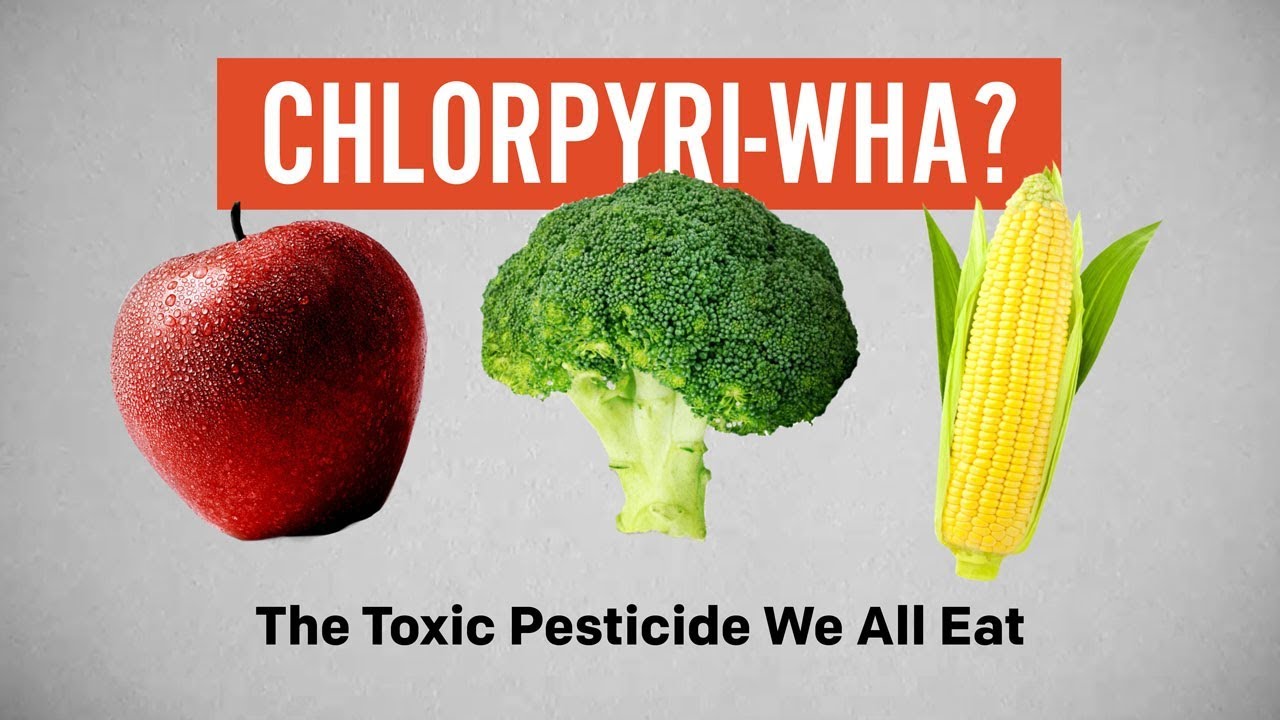 Chlorpyrifos : The Toxic Pesticide We All Eat
