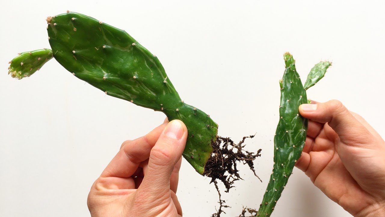 KAKTUS DURCH STECKLINGE VERMEHREN | KAKTEEN VERMEHREN | ANLEITUNG, MIT EINEM TOP ERGEBNIS | CACTUS