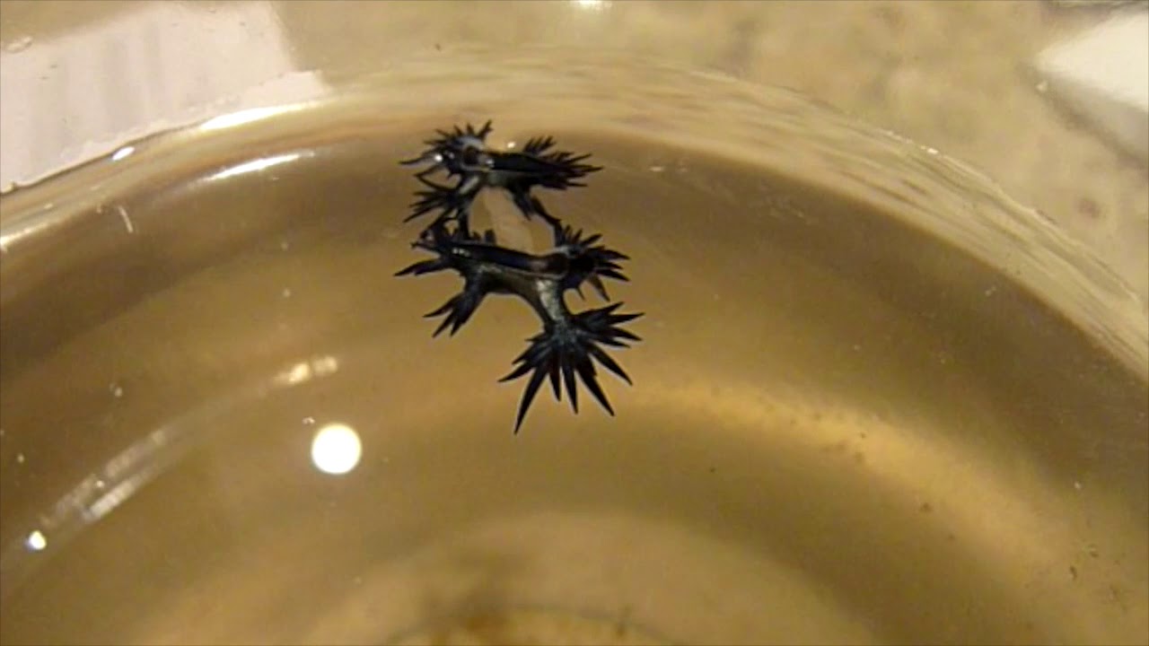 Glaucus atlanticus (marginatus) mating dance.  This is AMAZING you must see it to believe it!