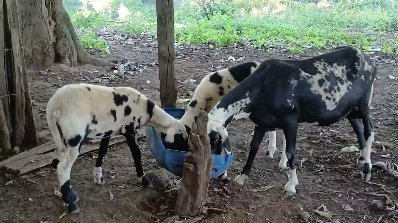 TITA 2 FILHA DA TITA 1