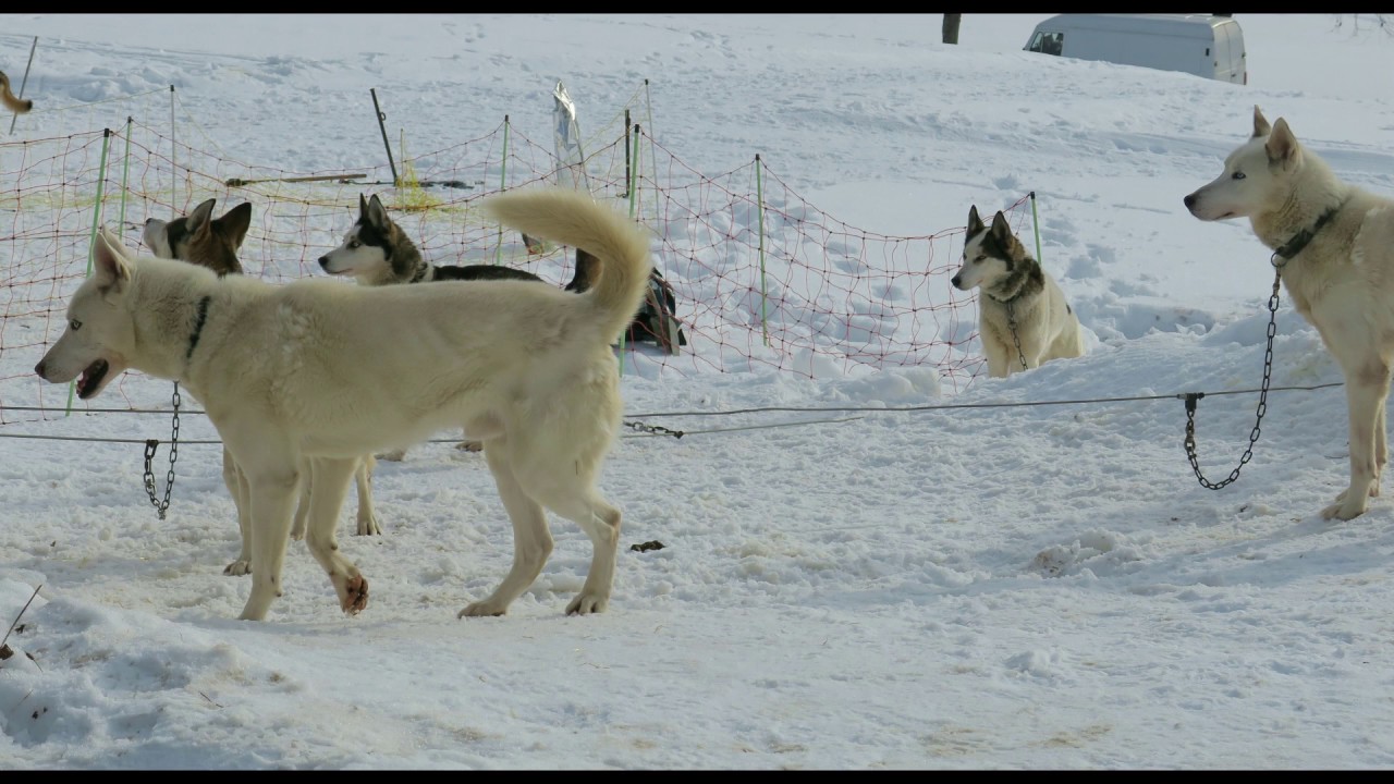 Schwarzwald Todtmoos Internationales Schlittenhunderennen 2017