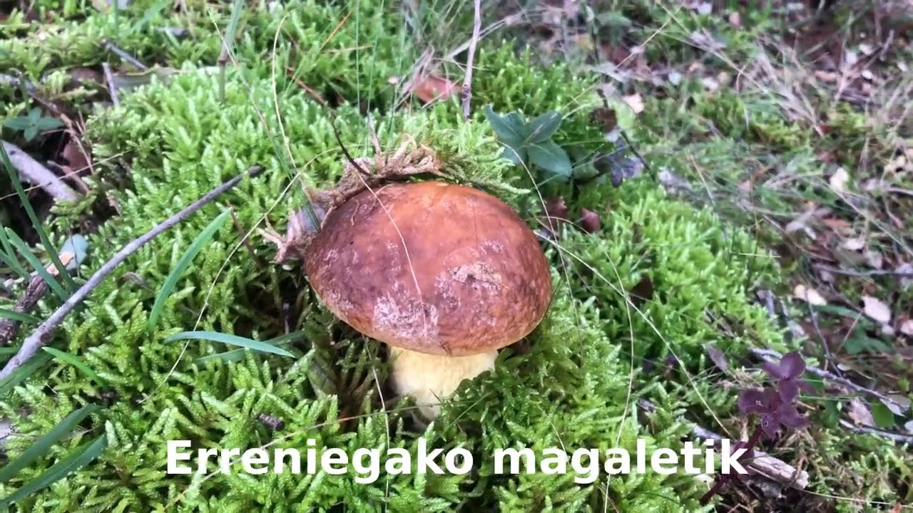 Erreniega magaletik