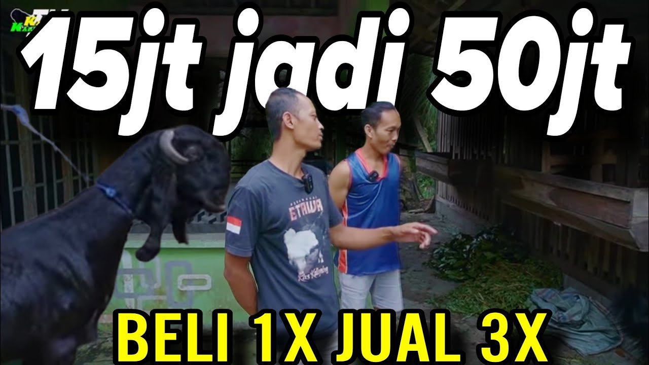 100% BALIK MODAL ASET BERTAMBAH - PETERNAK KKTV