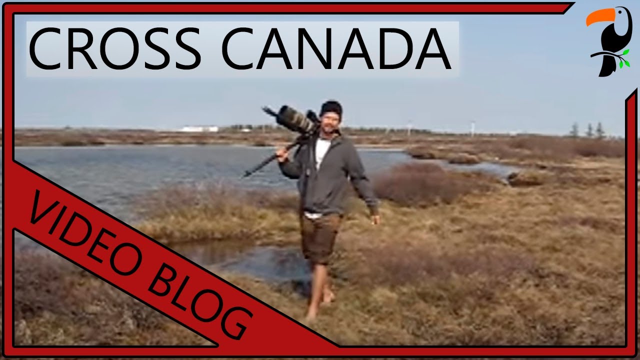 Video Blog - Photographing Birds Across Canada - Part 3 (By Wildlife Photographer Glenn Bartley)