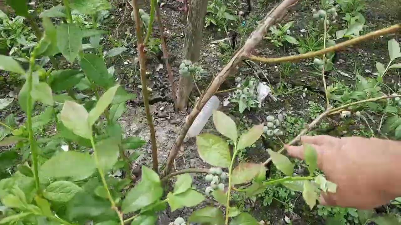 Allotment Update  - 25 / 6 / 24 Plot visit with an extra harvest