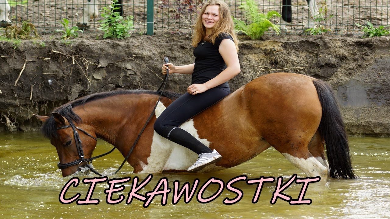 8 ciekawostek o koniach