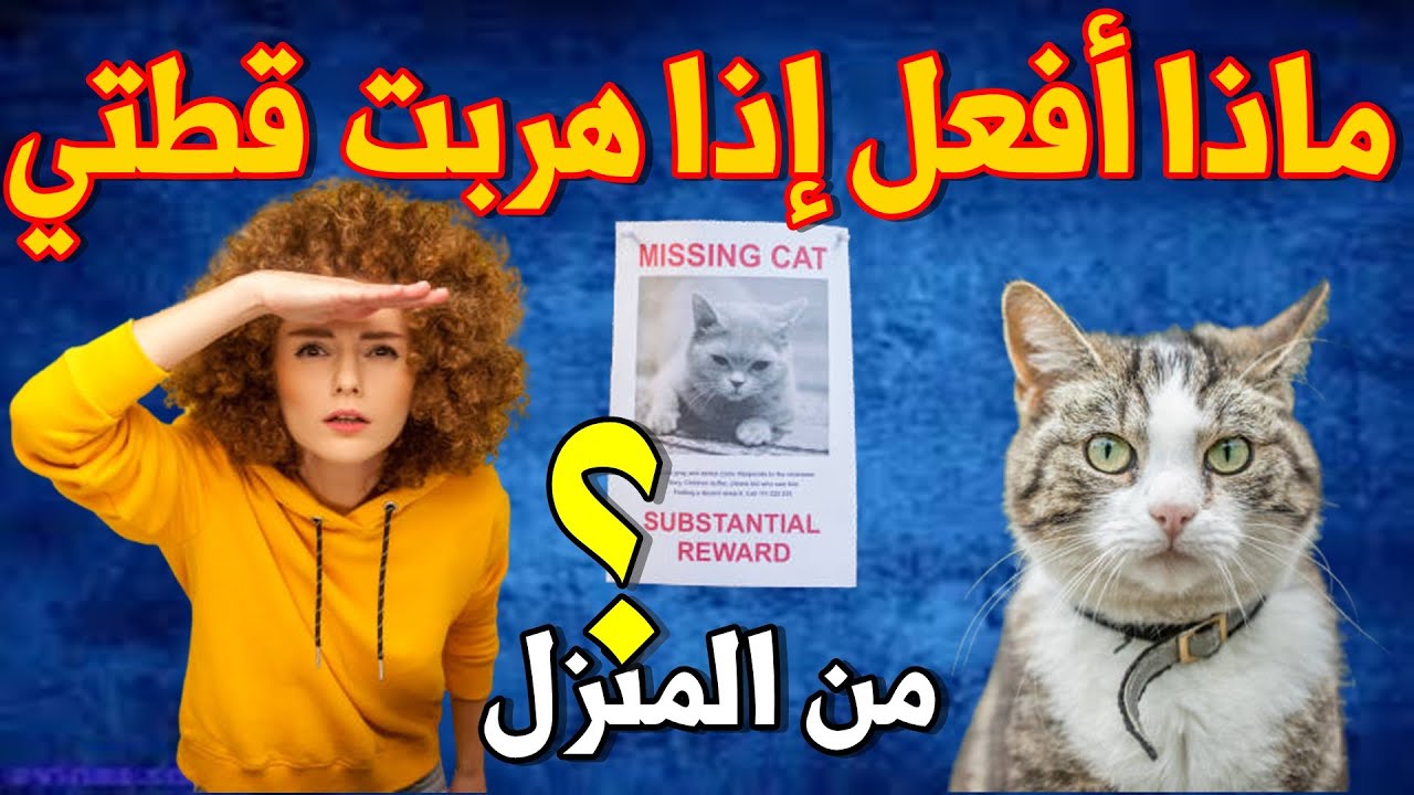 أسباب هروب القطط من البيت| كيفية العثور على قطك الضائع_6 نصائح قد  تساعدك لعودة  قطتك الى البيت